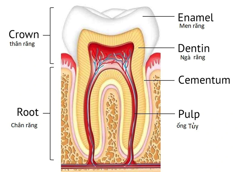 Dentin is the layer under tooth enamel, which functions to support enamel and bind to the pulp